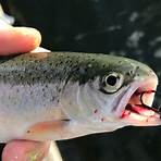 lake trout fishing techniques4