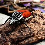 goliath beetle1