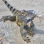 iguana pictures5