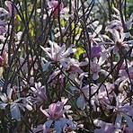 magnolia stellata rosea4