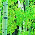 aspen tree facts1