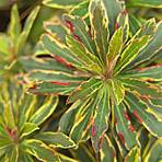 What is the etymology of Euphorbia?4