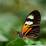 picture of butterfly3