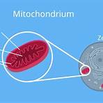 mitochondrien3