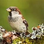 Sparrow5