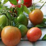 grüne tomaten nachreifen lassen giftig4