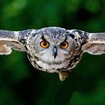 describe the appearance of owl eye4