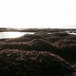 德國學者調查桃園內海的藻礁是怎麼回事?3