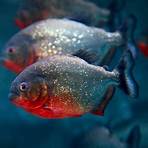 What are some interesting facts about Piranha?3