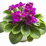 violeta flor4