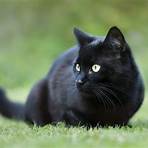 raças de gatos pretos2