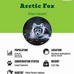 arctic fox habitat1