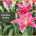 Liliaceae wikipedia4