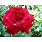 ingrid bergman rose for sale1