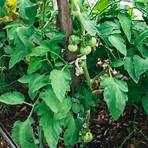 How do you stake roma tomato plants?4