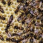 queen bee facts2