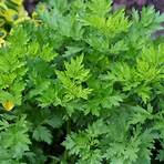 Artemisia (plant) wikipedia5