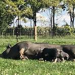 berkshire pigs in ontario real estate license3