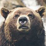 Oski the Bear wikipedia4