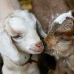baby goats5