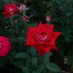 Dark Red Roses3