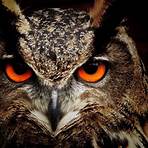 describe the appearance of owl eye3