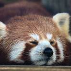 are giant panda and red panda related to3