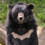 Black Bear Pictures1