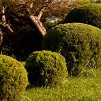 free wikipedia pictures of boxwood trees4