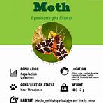 moth significado1