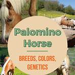 What is a palomino horse?4