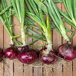growing red onions soil4