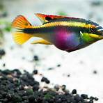the rainbow fish activity3
