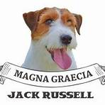 jack russell allevamenti3