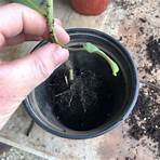 growing tomatoes when to separate seedlings4