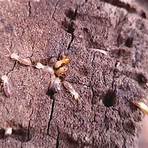 drywood termites treatment cost1