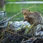 what is the taxonomy of a beaver called in real life2