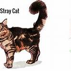 stray cat2