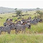 How many animal species in savanna tropical?1