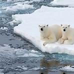 polar bear characteristics3