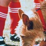Soccer Dog – Ein Hund bleibt am Ball Film3