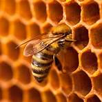 para que sirve el polen de abeja2