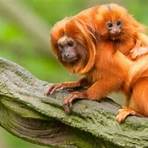how did the golden lion tamarin get its name from home plate4
