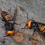 giant hornet species1