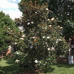 Magnolia1