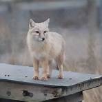 types of fox animals4
