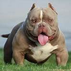 can you make exotic bullies with different dog breeds pictures2