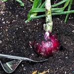 growing red onions soil1