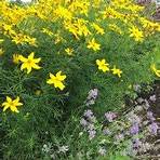 zagreb coreopsis care and delivery problems video1
