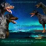 dobermann welpen zu verschenken4